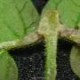 linette_oedeme4_2014-4_lt.jpg