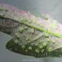 linette_oedeme4_2015-22_lt.jpg