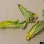 cc_bacterial_canker_clavibacter_mich_leaf2_bugw.jpg