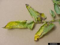 Chancre bactérien - Clavibacter michiganensis