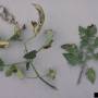 cc_bacterial_canker_clavibacter_mich_leaf_bugw.jpg