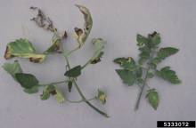 Chancre bactérien - Clavibacter michiganensis