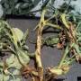 cc_bacterial_canker_clavibacter_mich_plant_bugw.jpg