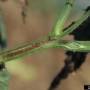 cc_bacterial_canker_clavibacter_mich_stem_bugw.jpg