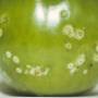 cc_bacterial_canker_of_tomato_caused_by_corynebacterium_michiganense_cc.jpg