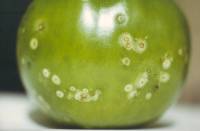 Chancre bactérien - Clavibacter michiganensis