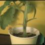 cc_bacterial_pith_necrosis_pseudomonas_corrugata_plant_bugw.jpg