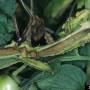cc_bacterial_pith_necrosis_pseudomonas_corrugata_stem2_bugw.jpg