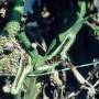 cc_bacterial_pith_necrosis_pseudomonas_corrugata_stem_bugw.jpg