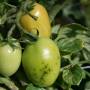 cc_bacterial_speck_green_tomato_reduced.jpg