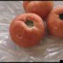 cc_bacterial_speck_pseudomonas_syringae_fruit_bugw.jpg