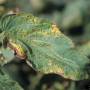 cc_bacterial_speck_pseudomonas_syringae_leaf1_bugw.jpg