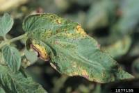 Gale bactérienne - Xanthomonas vesicatoria 