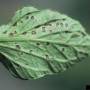 cc_bacterial_speck_pseudomonas_syringae_leaf2_bugw.jpg