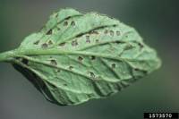 Gale bactérienne - Xanthomonas vesicatoria 