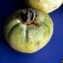 cc_bacterial_spot_xanthomonas_vesicatoria_fruit3_bugw.jpg