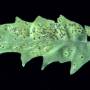 cc_bacterial_spot_xanthomonas_vesicatoria_leaf3_bugw.jpg
