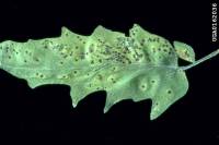 Gale bactérienne - Xanthomonas vesicatoria 