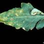 cc_bacterial_spot_xanthomonas_vesicatoria_leaf_bugw.jpg