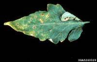 Gale bactérienne - Xanthomonas vesicatoria 