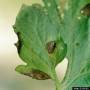 cc-by-sa_alternaria_solani_-_leaf_lesions.jpg
