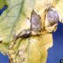 cc-by-sa_tomato_early_blight_leaf.jpg