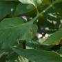 cc-by_early_blight_on_tomato_leaves.jpg