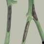 cc_alternaria_solani-stem_canker_phase.jpg