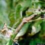 cc_alternaria_solani_-_stem_lesions.jpg