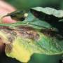 cc_alternaria_solani_leaf_closeup.jpg