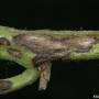 cc_alternaria_solani_stem_bugwood7.jpg