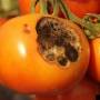 cc_alternaria_solani_sur_fruit.jpg