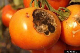 Fruit atteint par l'alternariose