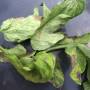 linette_cladosp1.jpg