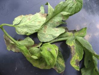 Cladosporiose, feuilles, taches jaunes au recto, feutrage brun au verso (photo Linette, Les tomos)