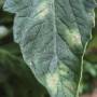 linette_cladosp4.jpg