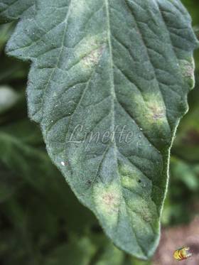 Cladosporiose, dessus d'une feuille (photo Linette, Les tomos)