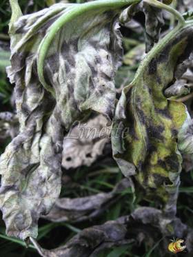 Cladosporiose, feuilles au stade terminal (photo Linette, Les tomos)