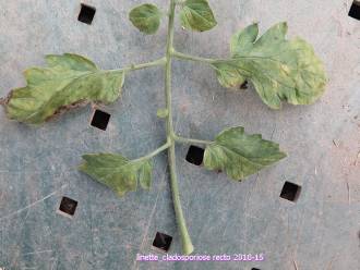 Cladosporiose, dessus de la feuille (photo Linette, Les tomos)