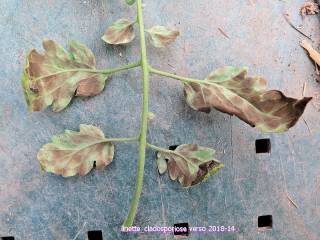 Cladosporiose, feutrage à l'envers de la feuille (photo Linette, Les tomos)