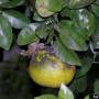 cc3.0_sooty_mold_citrus_fruit.jpg