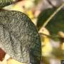 cc_sooty_mold-soybean_aphid.jpg