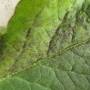 linette_-_aleurodes_recto_fumagine.jpg