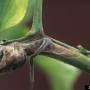 cc_botrytis_cinerea-tomato_diseased_stem.jpg