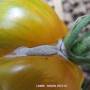 linette_-_botrytis_2015-10sm.jpg