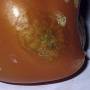 bzo_maladie_detail_030913.jpg