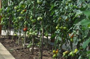 Oïdium, feuilles malades enlevées (photo Matou88, Les Tomos)
