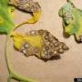 cc_septoria_leaf_spot_septoria_lycopersici_sign_bugwood.jpg