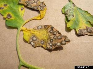 Taches typiques de septoriose sur une feuille de tomate