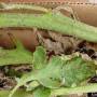 cc_septoria_leaf_spot_stem.jpg